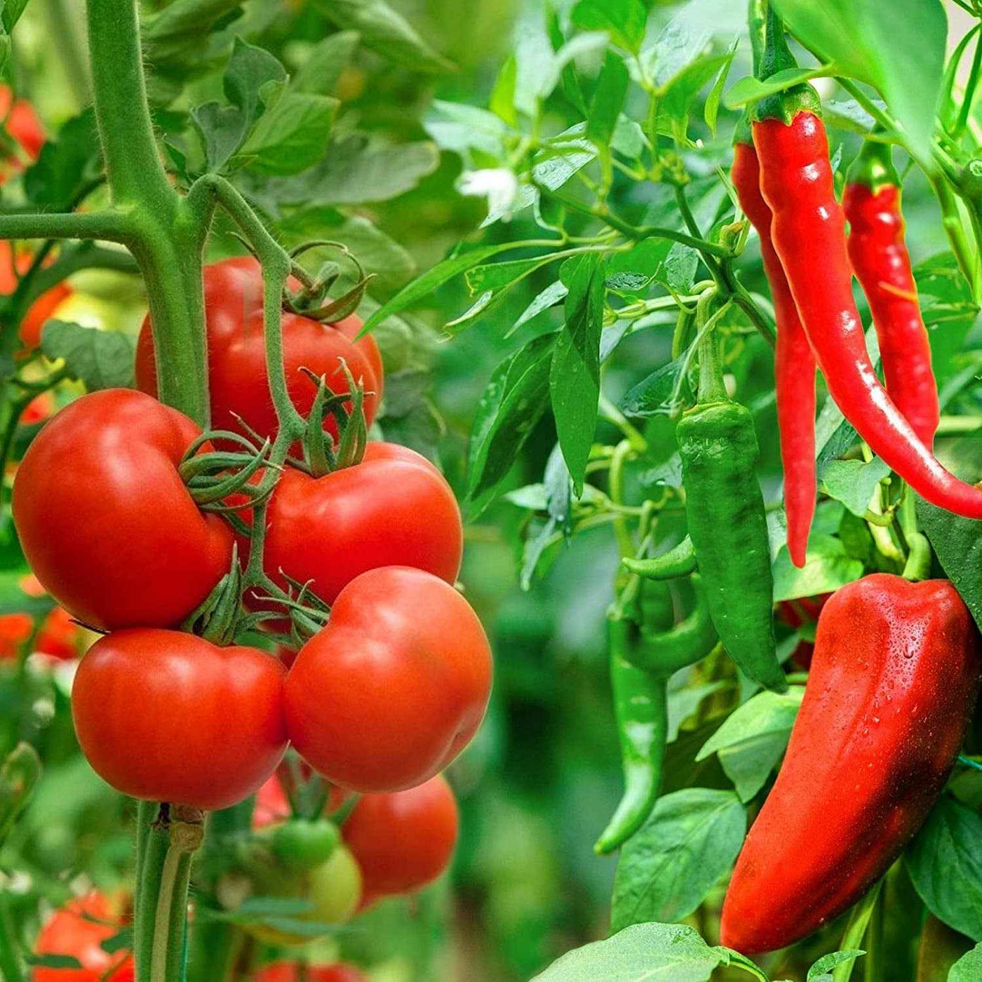 Grow Sponges 50-Pack for Aerogarden, Replacement Root Growth Sponges Seed Pods, Seedling Starter Refill Sponges Kit for Hydroponic Indoor Garden System - GG store