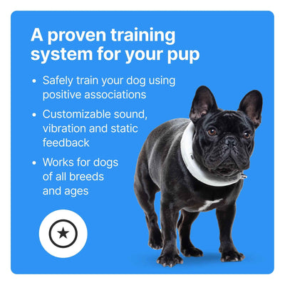 Wireless GPS Dog Fence and Training Collar for Medium to Large Dogs - Sunburst with Real-Time Tracking - GG store