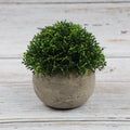 Artificial bonsai desktop plant in a semi-round pulp pot with faux grass and botanical arrangement, ideal for home or office decor.